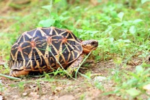 Indian star schildpad