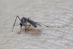 Mug die Zika virus verspreidt