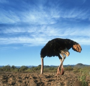 Struisvogel steekt zijn kop in het zand