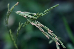 Organische rijstbouw maakt gebruikt van speciale rijstzaden