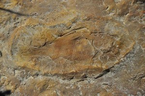 Fossiel van de Khoratichthys gibbus