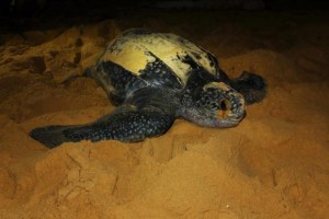 Leatherback sae turtle